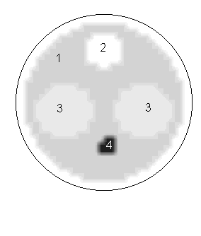 Initial conductivity distribution, which was used for simulation of measurements